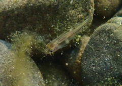 Ptychocheilus grandis