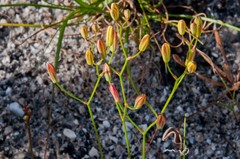 Eriospermum schlechteri