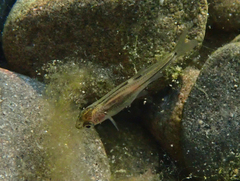 Ptychocheilus grandis