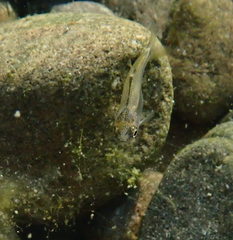 Ptychocheilus grandis