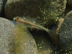 Ptychocheilus grandis