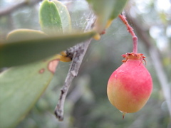 Gloveria integrifolia