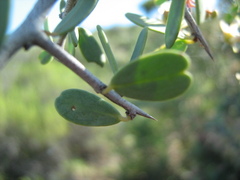 Gloveria integrifolia
