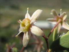 Gloveria integrifolia