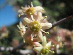 Gloveria integrifolia