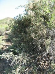 Gloveria integrifolia