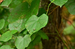 Menispermum dauricum