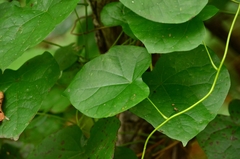 Menispermum dauricum