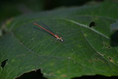 Ceriagrion auranticum