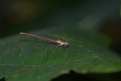 Ceriagrion auranticum