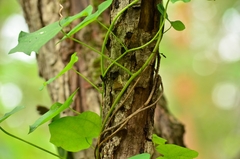 Menispermum dauricum