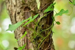 Menispermum dauricum