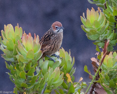 Sphenoeacus afer afer