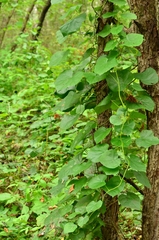 Menispermum dauricum