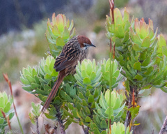 Sphenoeacus afer afer