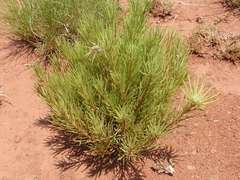 Geigeria burkei
