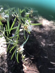 Grevillea linearifolia