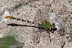 Erpetogomphus heterodon