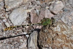 Erpetogomphus heterodon