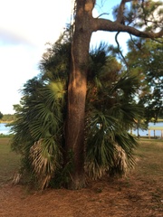 Sabal palmetto