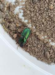 Harpalus affinis