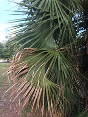Sabal palmetto