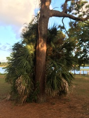 Sabal palmetto