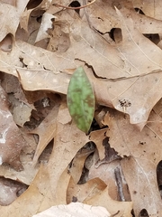 Erythronium americanum