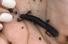 Chiropterotriton orculus