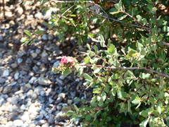 Andricus crystallinus