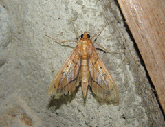 Anarmodia repandalis