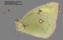 Colias philodice eriphyle