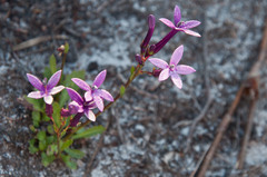 Lobelia stenosiphon