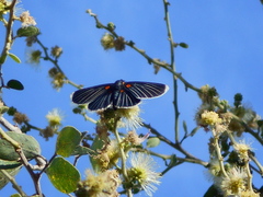 Melanis cephise