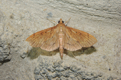 Anarmodia repandalis
