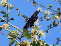 Melanis cephise