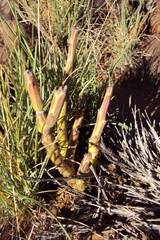 Kleinia longiflora