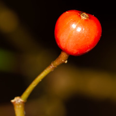 Eumachia