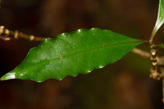 Eumachia