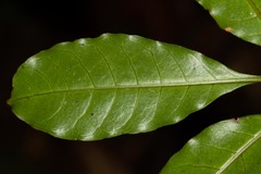 Eumachia