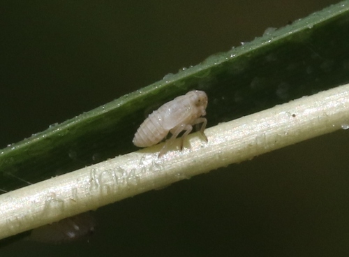 iNaturalist observation photo of Delphacid Planthoppers