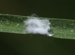 Tridiscus distichlii