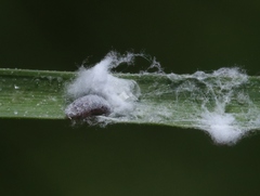 Tridiscus distichlii