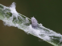 Tridiscus distichlii