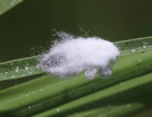 iNaturalist observation photo of Coastal Grass Mealybug