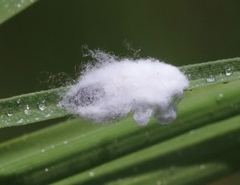 Tridiscus distichlii