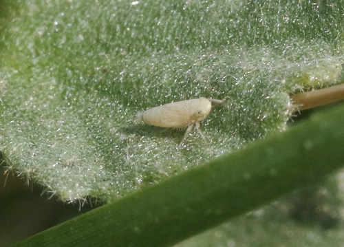 iNaturalist observation photo of Gloridonus