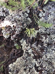 Phemeranthus confertiflorus