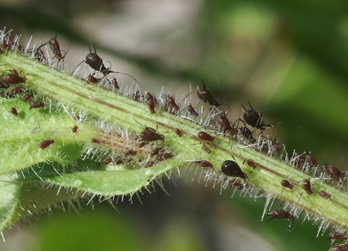 iNaturalist observation photo of Ox-tongue Aphid