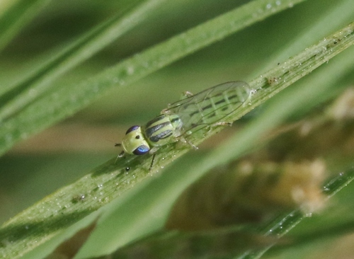 iNaturalist observation photo of Meromyza